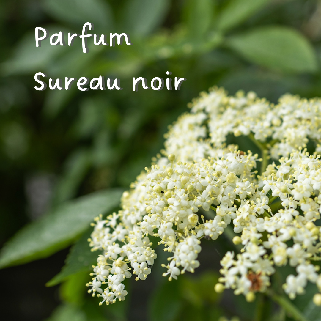 Les Croes des Alpes Stick solaire parfum sureau noir